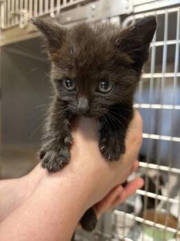 Cheese Fries -  Domestic Short Hair Cat for Adoption in West Chester, Pennsylvania - Cheese Fries | PetCurious