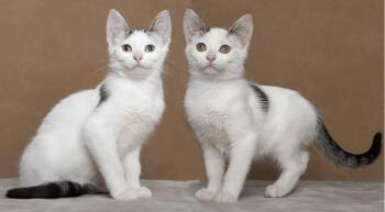 Emma & Ashley -  Domestic Short Hair Cat for Adoption in Chicago, Illinois - Emma & Ashley | PetCurious