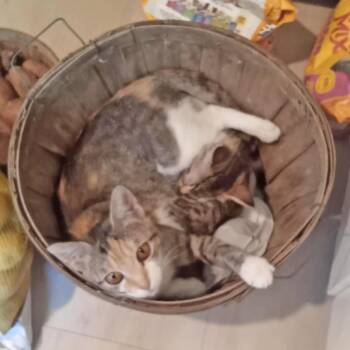 Rescue Domestic Short Hair and Calico Cats for Adoption in Somerset, Kentucky - Maggi B | PetCurious