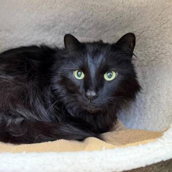 Domestic Long Hair Cats Available for Adoption in State College, Pennsylvania - ZuZu | PetCurious