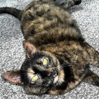 Monkey -  Domestic Short Hair Cat for Adoption in Des Moines, Iowa - Monkey | PetCurious