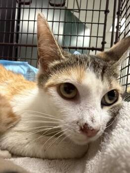 CELINA -  Domestic Short Hair Cat for Adoption in San Bernardino, California - CELINA | PetCurious