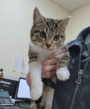 Rescue Domestic Short Hair Cats for Adoption in Kennewick, Washington - Guppy | PetCurious