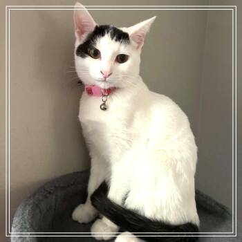 Luna -  Domestic Short Hair Cat for Adoption in Monroe, Michigan - Luna | PetCurious