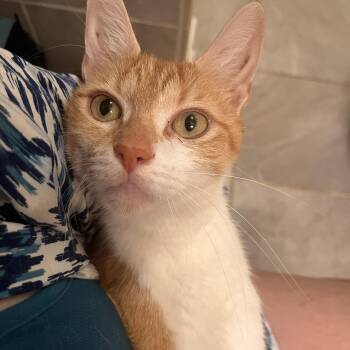 Domestic Short Hair Cats Available for Adoption in Lewis Center, Ohio - Fontina | PetCurious