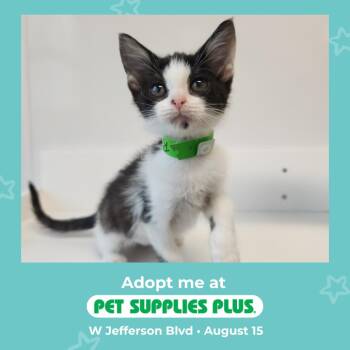 Razzle -  Domestic Short Hair Cat for Adoption in Fort Wayne, Indiana - Razzle | PetCurious