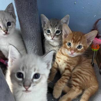 Domestic Short Hair Cats Available for Adoption in San Pablo, California - Conan | PetCurious