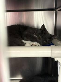 Holly -  Domestic Medium Hair and Domestic Short Hair Cat for Adoption in Montreal, Quebec - Holly | PetCurious