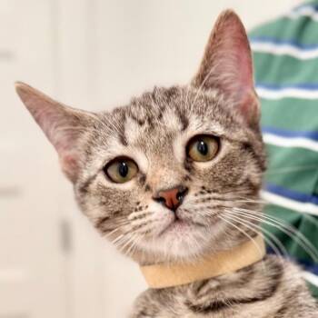 Pearl -  Domestic Short Hair Cat for Adoption in Houston, Texas - Pearl | PetCurious