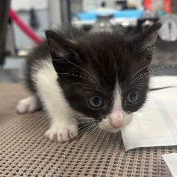 Cruella -  Domestic Short Hair Cat for Adoption in Milton, Florida - Cruella | PetCurious