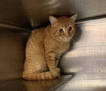 Banana Puddin -  Domestic Short Hair Cat for Adoption in West Chester, Pennsylvania - Banana Puddin | PetCurious