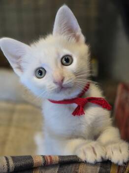 Domestic Short Hair Cats Available for Adoption in San Jose, California - Pebble Bonded W/King Moe | PetCurious