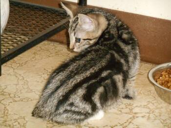 Pajamas -  Tabby and Domestic Short Hair Cat Available for Adoption in Dublin, Ohio - Pajamas | PetCurious