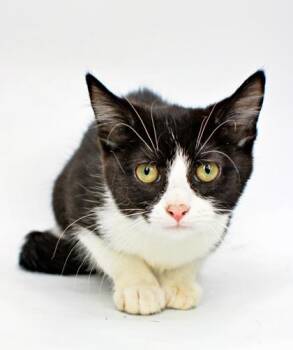 Sharpay -  Domestic Short Hair Cat for Adoption in Morton Grove, Illinois - Sharpay | PetCurious