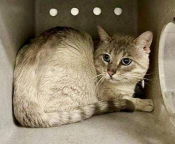 Siamese Cats Available for Adoption - Cerulean | PetCurious