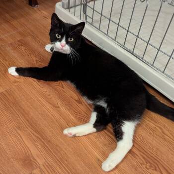 Rescue Domestic Short Hair Cats for Adoption - Zip | PetCurious