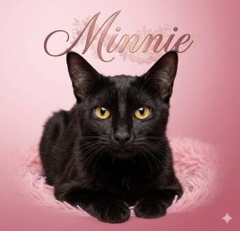 Minnie, sister of Harley -  Bombay and Siamese Cat for Adoption - Minnie, Sister Of Harley | PetCurious