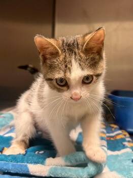 Teal (Petsmart) -  Domestic Short Hair Cat for Adoption in Ocala, Florida - Teal (Petsmart) | PetCurious