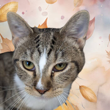 Rescue Domestic Short Hair Cats for Adoption in Peoria, Illinois - Ivy | PetCurious