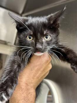 Porch Goose -  Domestic Short Hair Cat for Adoption in Wichita, Kansas - Porch Goose | PetCurious