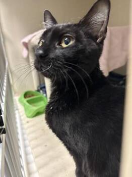 Darth Purr -  Domestic Medium Hair Cat for Adoption in Fort Collins, Colorado - Darth Purr | PetCurious