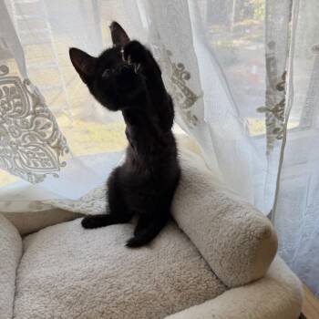 Pogo -  Domestic Short Hair Cat for Adoption in Pleasanton, California - Pogo | PetCurious