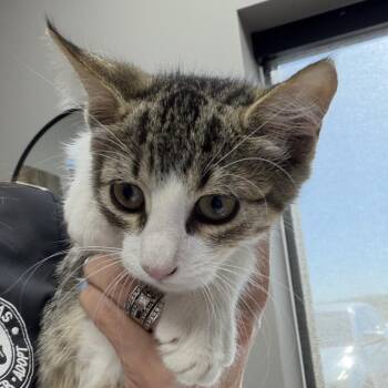 Remi -  Domestic Short Hair Cat for Adoption in Midland, Texas - Remi | PetCurious