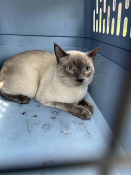 A138831 -  Domestic Short Hair Cat for Adoption in Palmetto, Florida - A138831 | PetCurious