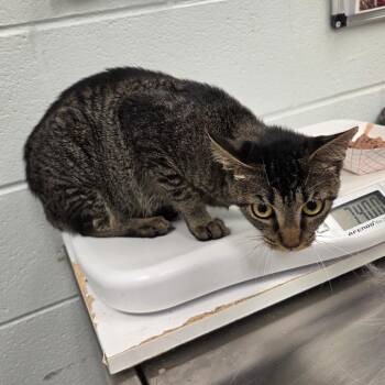 Brownie -  Domestic Short Hair Cat for Adoption in Chattanooga, Tennessee - Brownie | PetCurious