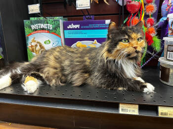 Rescue Domestic Long Hair Cats for Adoption in Calgary, Alberta - Aurora | PetCurious