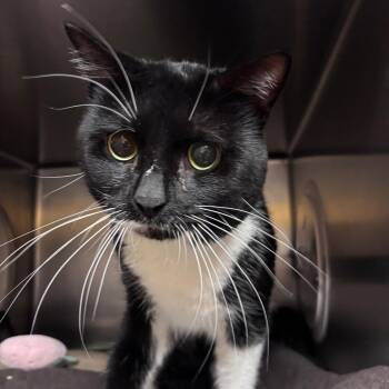 Sylvester -  Domestic Short Hair Cat for Adoption in Providence, Rhode Island - Sylvester | PetCurious