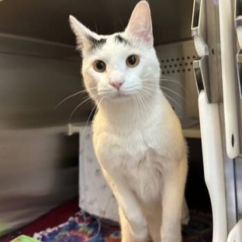 Rescue Domestic Short Hair Cats for Adoption in Merriam, Kansas - Patch | PetCurious