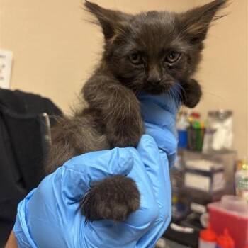 Chocolate -  Domestic Medium Hair Cat for Adoption in Tempe, Arizona - Chocolate | PetCurious