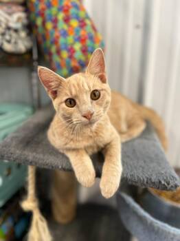 Marmalade -  Tabby Cat for Adoption in Evansville, Indiana - Marmalade | PetCurious