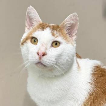 Travis -  Domestic Short Hair Cat for Adoption in Pittsford, Vermont - Travis | PetCurious