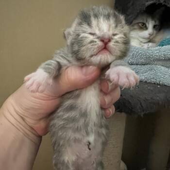 Nio -  Domestic Short Hair Cat for Adoption - Nio | PetCurious