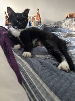 Sade -  Domestic Short Hair Cat for Adoption in Salisbury, North Carolina - Sade | PetCurious