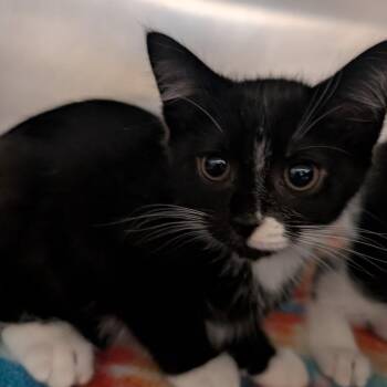 Chopper -  Domestic Short Hair Cat for Adoption in York, Pennsylvania - Chopper | PetCurious