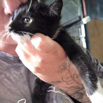 Finley -  Domestic Short Hair Cat for Adoption in Lexington, Kentucky - Finley | PetCurious