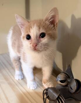 Pink -  Domestic Short Hair Cat for Adoption in East Hanover, New Jersey - Pink | PetCurious