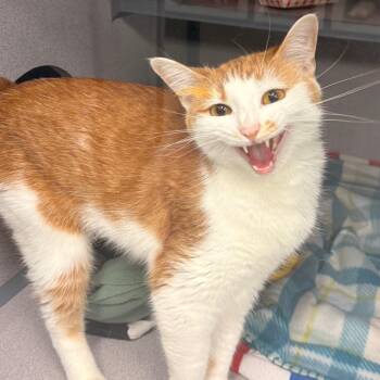 Domestic Short Hair Cats Available for Adoption in Evansville, Indiana - Baby | PetCurious