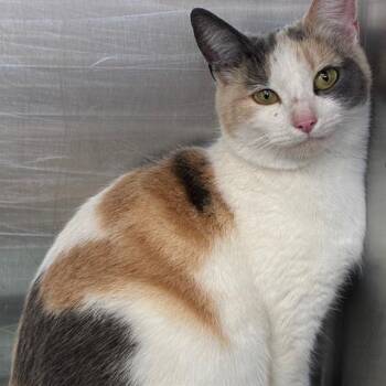 PUDDIN -  Domestic Short Hair Cat for Adoption in Barnstable, Massachusetts - PUDDIN | PetCurious