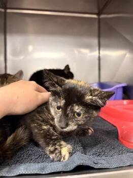 SANDY -  Domestic Short Hair Cat for Adoption in Killeen, Texas - SANDY | PetCurious