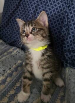 Henry -  Domestic Short Hair Cat for Adoption in Tomah, Wisconsin - Henry | PetCurious