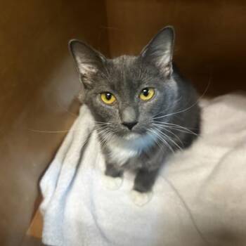 HDMI -  Domestic Medium Hair Cat for Adoption in Richmond, Virginia - HDMI | PetCurious