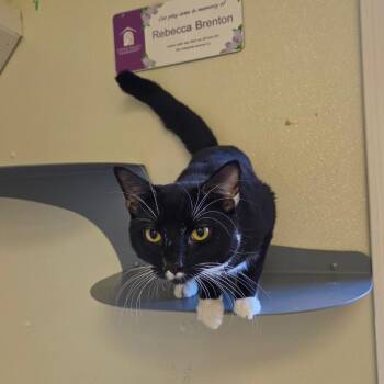Garfunkel -  Domestic Short Hair Cat for Adoption in Enfield, New Hampshire - Garfunkel | PetCurious