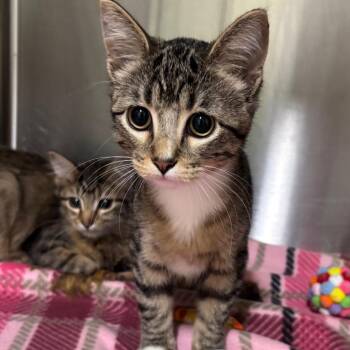 Anna -  Domestic Short Hair Cat for Adoption in Brookfield, Missouri - Anna | PetCurious