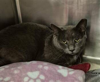 Domestic Short Hair Cats Available for Adoption - LUCKY | PetCurious