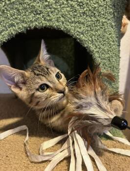 Salami -  Domestic Short Hair Cat for Adoption in Davis, California - Salami | PetCurious