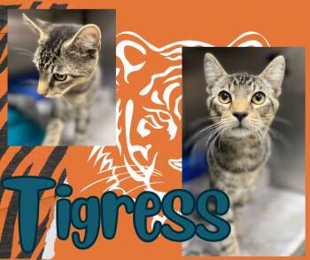 Rescue Domestic Short Hair Cats for Adoption in Hopkinsville, Kentucky - Tigress | PetCurious
